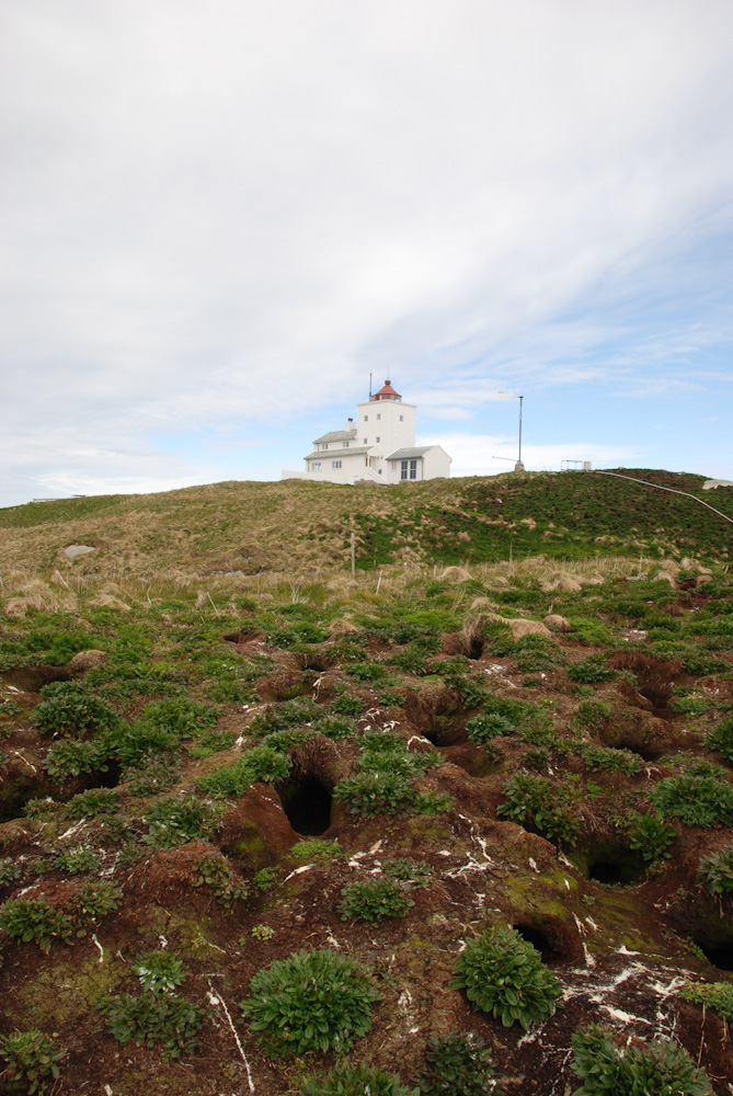 The path up to the lighthouse is between corridors of puffins nests in the ground